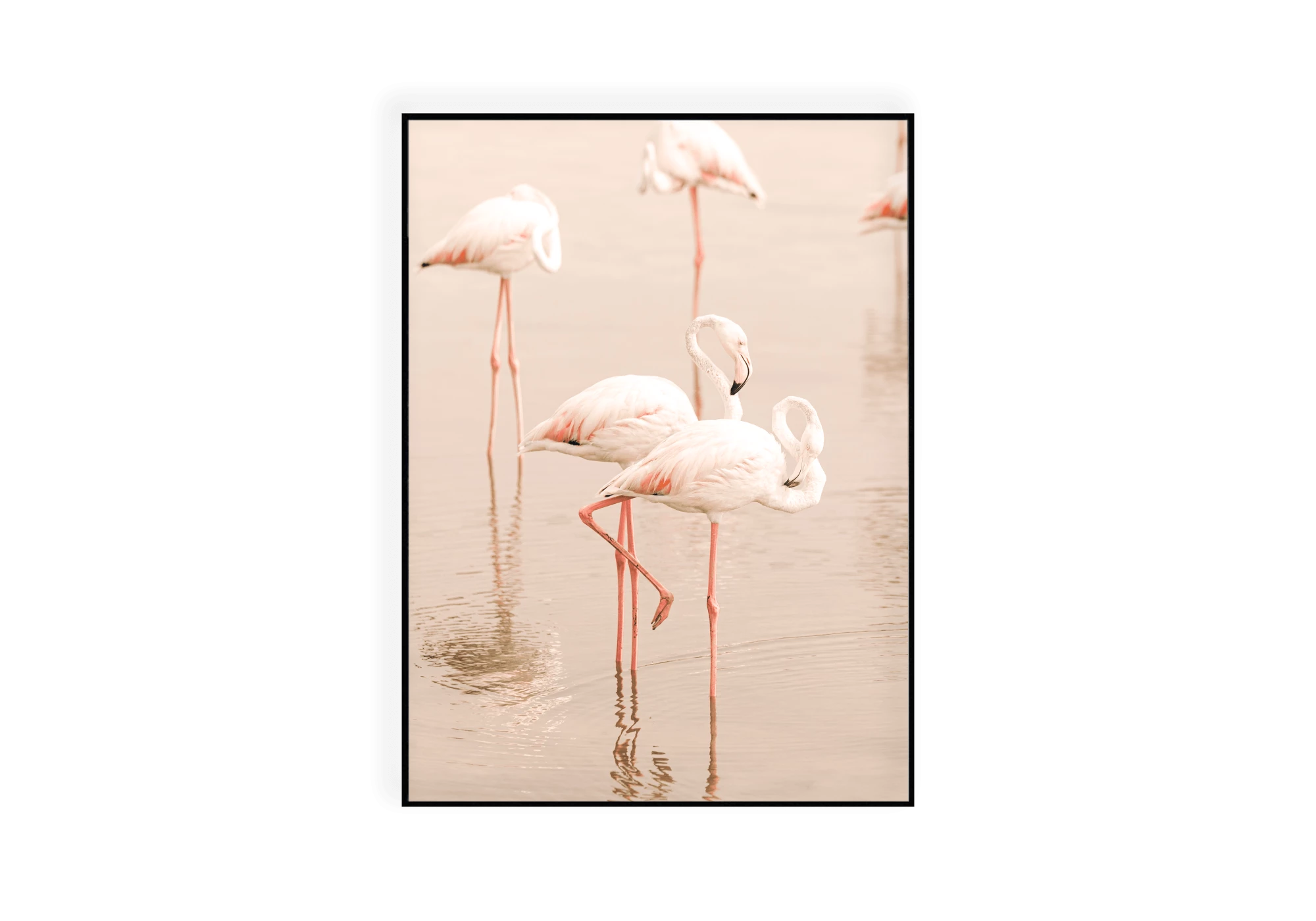 Photographie de magnifiques flamants roses se reposant dans l'eau.