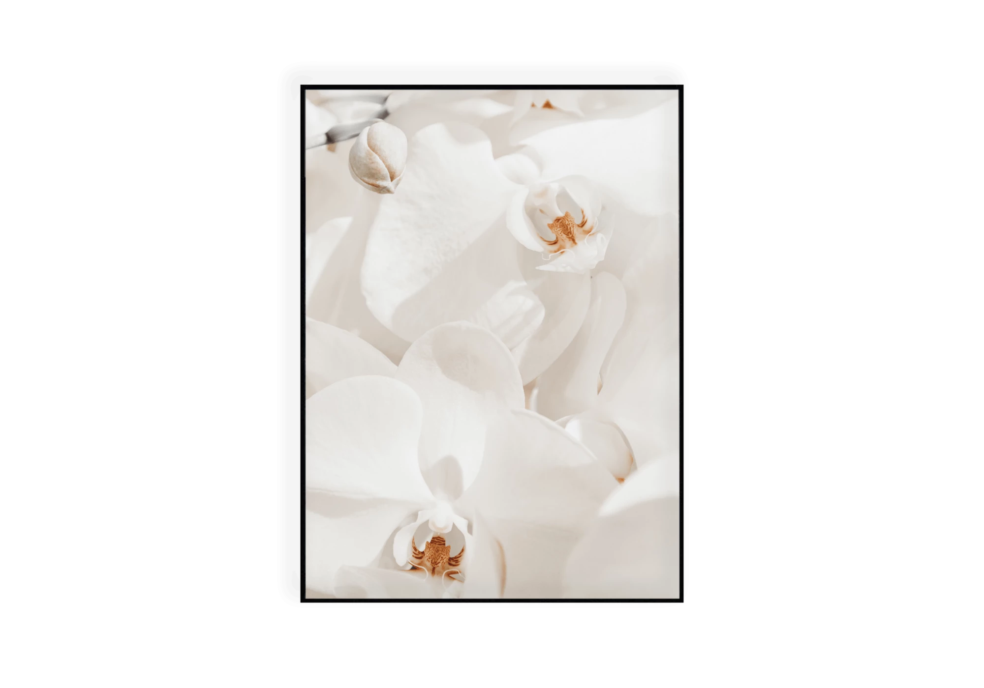 Photographie en gros plan d'orchidées blanches au cœur ocre.