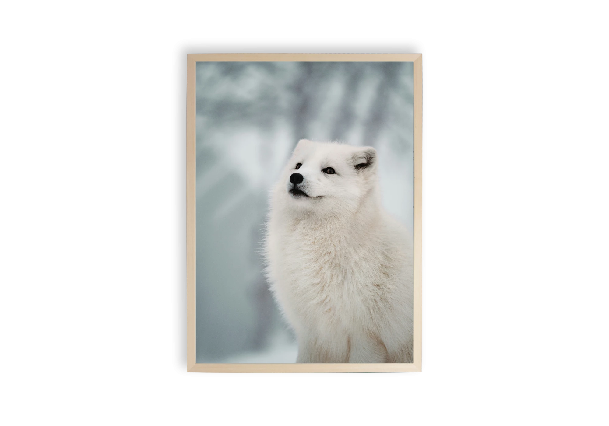 Cette affiche élégamment présentée apporte une touche de nature sauvage à votre intérieur. Le renard polaire intemporel, capturé dans un cadre raffiné, enrichit vos murs et insuffle une ambiance sereine et élégante à votre maison.