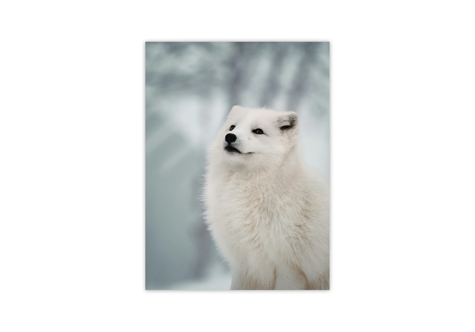 Ce magnifique poster présente un renard arctique majestueux, parfait pour embellir l'intérieur de votre maison. Ses tons sereins et hivernaux apportent une touche de beauté naturelle et épurée qui s'intègre parfaitement à votre collection d'affiches.