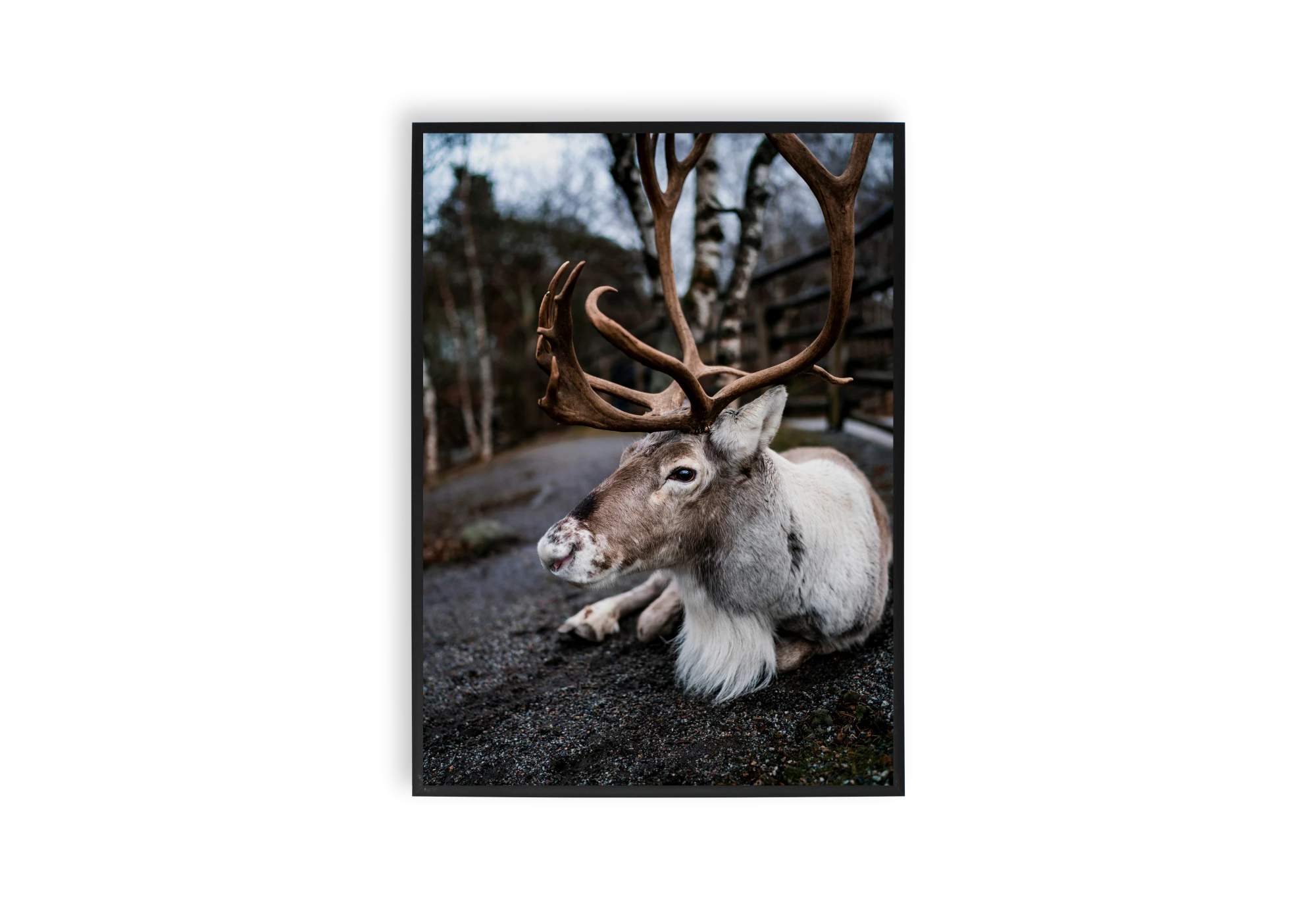 Explorez l'élégance de la nature avec ce poster de cerf, idéal pour embellir l'intérieur de votre maison. Capturé dans un cadre épuré, ce portrait est un ajout parfait à votre collection d'affiches, apportant une touche de tranquillité et de beauté naturelle à votre espace de vie.