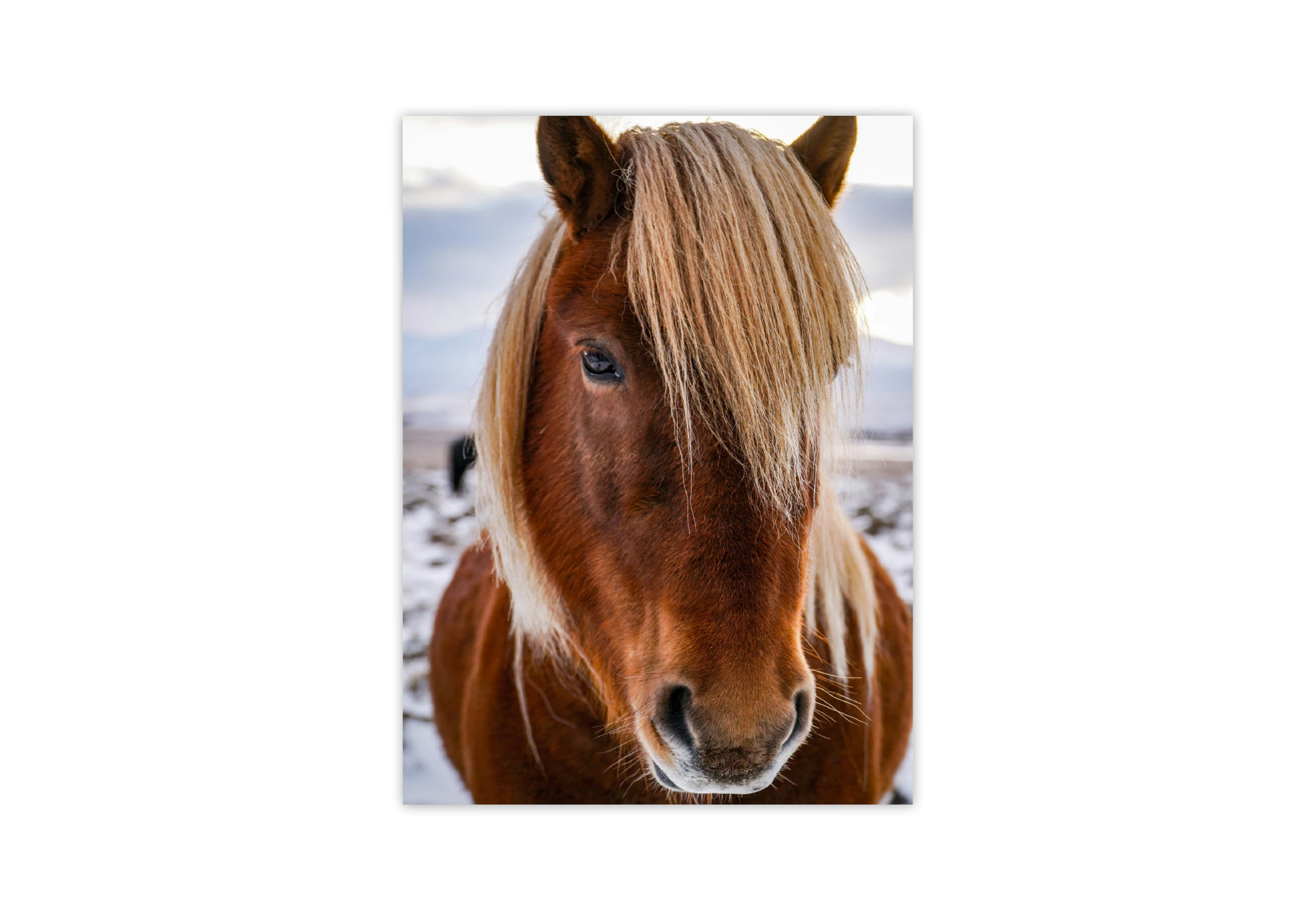 Ajoutez une touche rustique et élégante à votre intérieur avec ce poster captivant d'un cheval majestueux. Parfait pour les amateurs de nature et de chevaux, ce cadre s'intègre parfaitement dans votre maison pour créer une atmosphère apaisante et harmonieuse. Idéal pour les murs blancs.