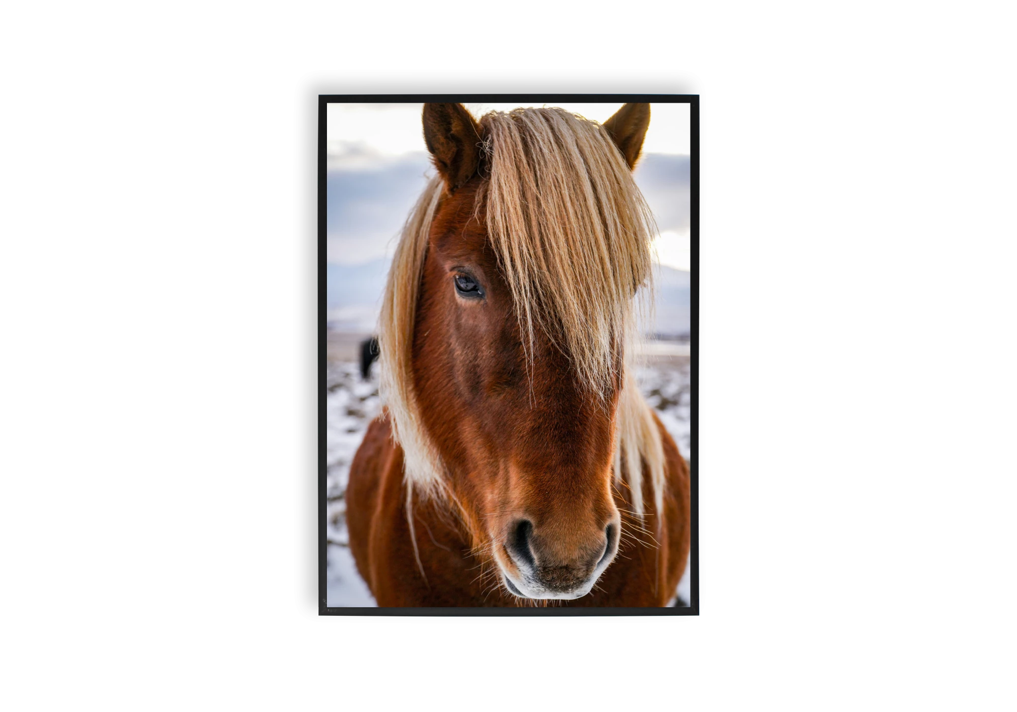 Cette affiche captivante d'un cheval apporte une touche élégante à votre intérieur. Parfaitement encadrée, elle transforme votre maison en un havre de beauté naturelle. Ajoutez du charme et de la personnalité à votre espace avec ce poster incontournable.