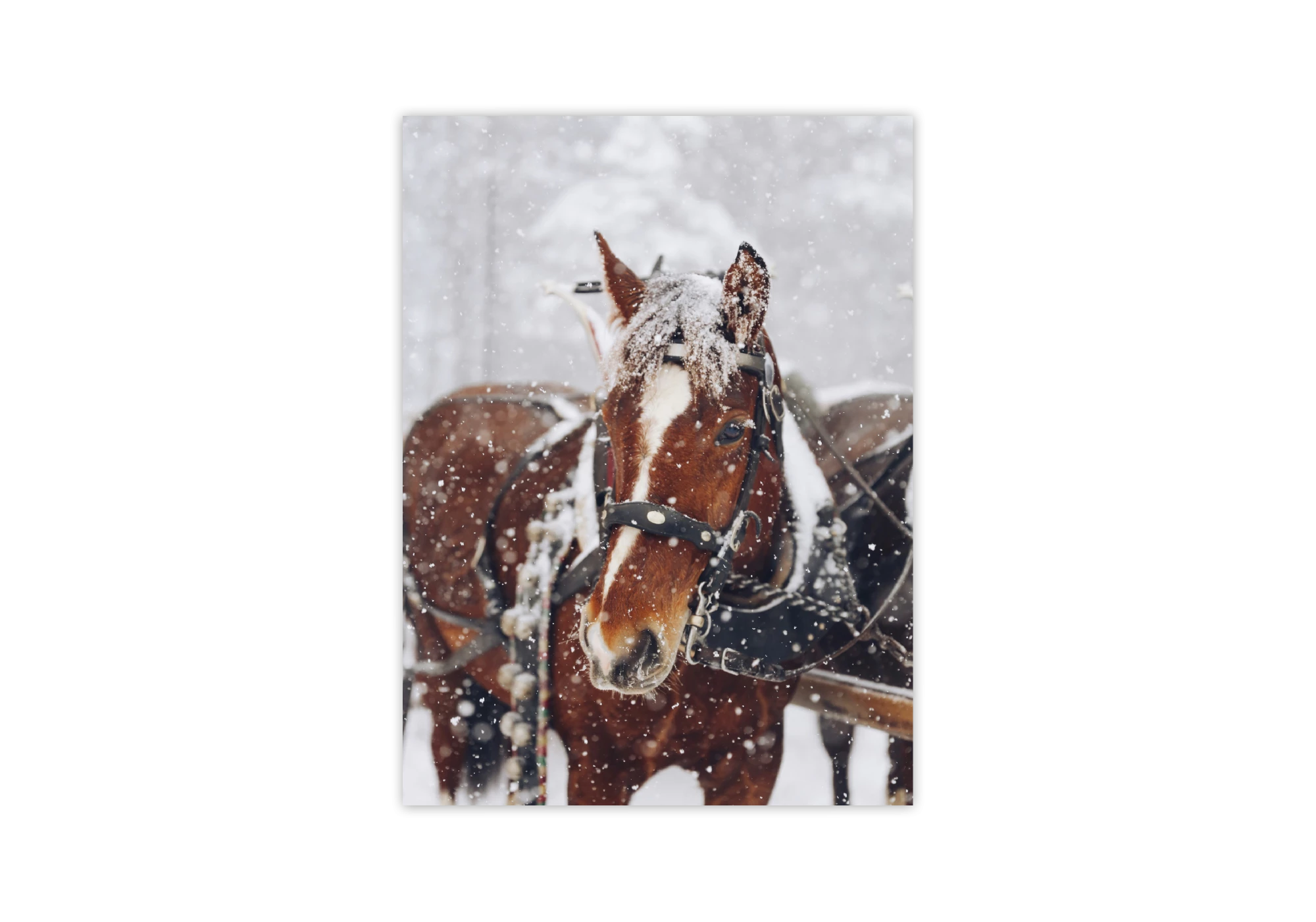Magnifique affiche d'un cheval sous la neige, parfait pour décorer votre intérieur. Le cadre met en valeur cette scène hivernale, ajoutant une touche chaleureuse et élégante à votre maison. Incorporez la beauté et la sérénité de l'hiver avec ce poster captivant.