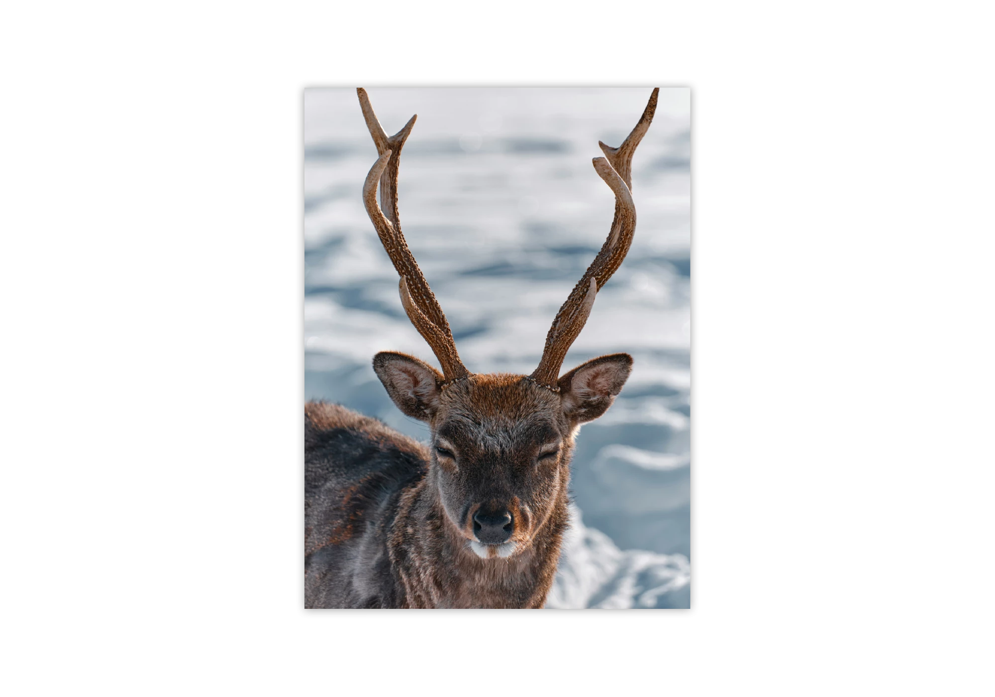Découvrez la beauté sauvage avec notre affiche encadrée d'un cerf en hiver. Parfait pour sublimer l'intérieur de votre maison, ce cadre apporte une touche naturelle et élégante à votre décoration. Transformez vos espaces de vie avec des affiches inspirantes.