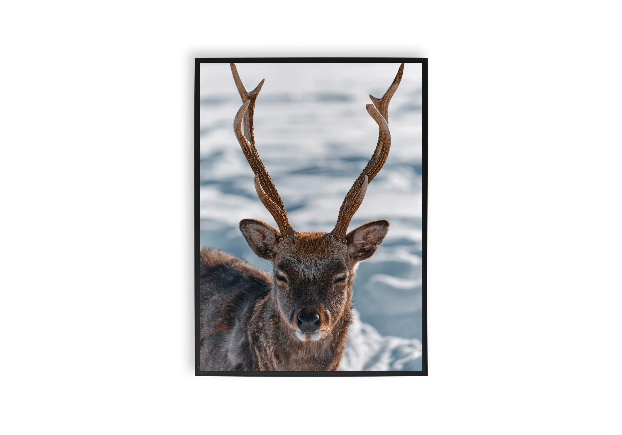 Ajoutez une touche de nature à votre intérieur avec notre affiche encadrée représentant un élan majestueux. Parfaite pour embellir votre maison, cette image capturant la sérénité hivernale apporte une note d'élégance et de calme à n'importe quelle pièce.